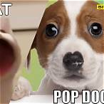 popdog click